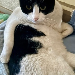 地域猫の引き取り手探してます。