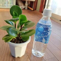 🌿ペペロミア　観葉植物🌿