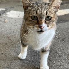 お外で頑張ってるとても懐っこいお母さん猫