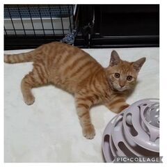 茶トラ 5ヶ月 男の子 大地くん 一緒にテレビ見ます♥️  