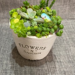 取り引き中)セダム、多肉植物の寄せ植え①
