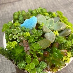 取り引き中)セダム、多肉植物の寄せ植え①の画像