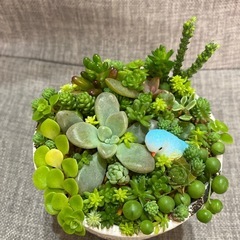 取り引き中)セダム、多肉植物の寄せ植え①の画像