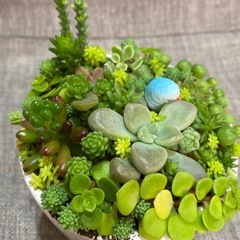 取り引き中)セダム、多肉植物の寄せ植え①の画像