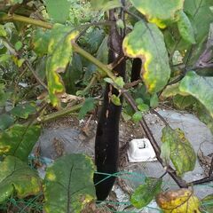 12月1日まで。小ぶりなナス。無農薬、無化学肥料で栽培しました。の画像