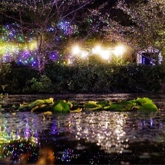 :::  カメラサークル　メンバー募集　::: - その他