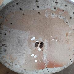 鉢　インテリアの画像