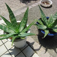 アロエベラ（鉢）大