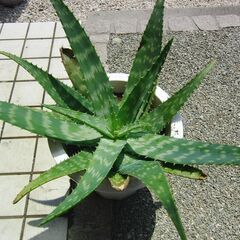 アロエベラ（鉢）大の画像