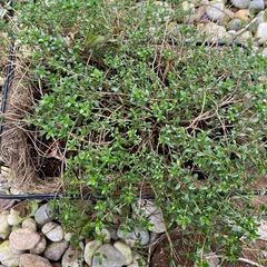 取り引き決定)タイム　ロンギカウリス　ワイヤープランツ