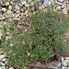 取り引き決定)タイム　ロンギカウリス　ワイヤープランツの画像