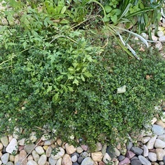取り引き中)タイム　ロングカウリス　抜き苗の画像