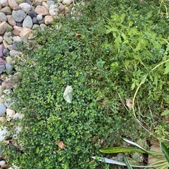 取り引き中)タイム　ロングカウリス　抜き苗