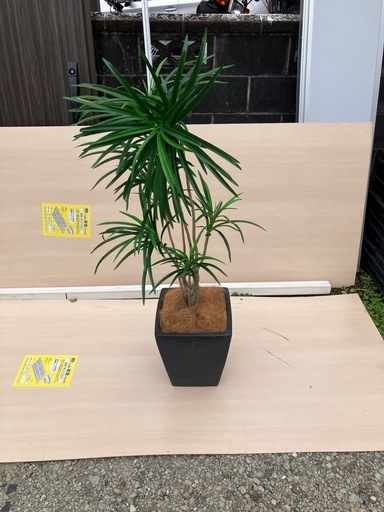 フェイクグリーン　インテリア　引き取り限定　a2\n