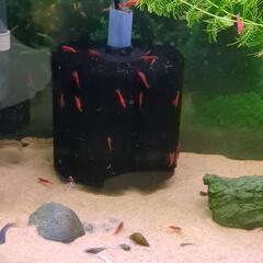 里親募集　日淡　シマドジョウ＋レッドチェリーシュリンプとメダカ