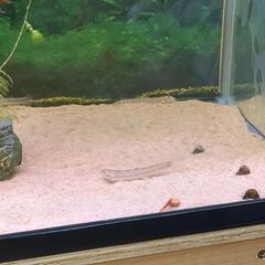 里親募集　日淡　シマドジョウ＋レッドチェリーシュリンプとメダカの画像