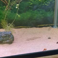 里親募集　日淡　シマドジョウ＋レッドチェリーシュリンプとメダカの画像