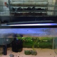 里親募集　日淡　シマドジョウ＋レッドチェリーシュリンプとメダカの画像