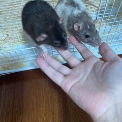 ファンシーラット2匹