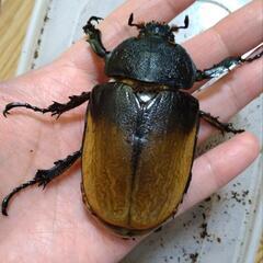 エレファスゾウカブト新成虫♀77mm単