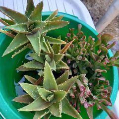 アロエ(不夜城)宇宙の木多肉植物バケツ１つ　200円