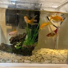 金魚飼育セット　水槽の画像