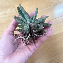 ガステリアの画像