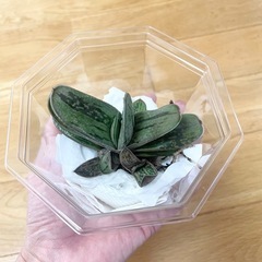 ガステリア