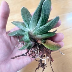ガステリアの画像
