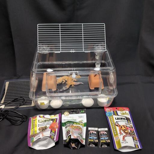 爬虫類飼育セット