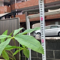 フェイクグリーン インテリア 引き取り限定 A8の画像