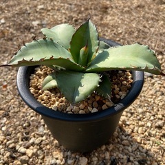 大型2種類アガベ　　香川県高松市引き取り限定　特価‼️ 大型2種類アガベ 香川県高松市引き取り限定 特価‼️