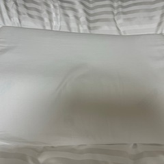 sealyシーリーラテックスピローアナトミック枕