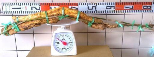 黒部産・超粘り！赤土粘土の典型的天然自然薯 260mm ≒580g 黒部産・超粘り！赤土粘土の典型的天然自然薯 780mm ≒850g 【公式通販】