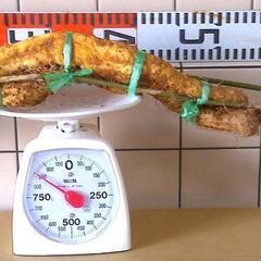 黒部産・超粘り！赤土粘土の典型的天然自然薯 780mm ≒850gの画像