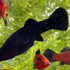 熱帯魚　プラックモーリー