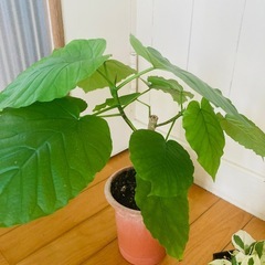 フィカス•ウンベラータ とポトス エンジョイ 2鉢セットの画像