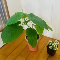 フィカス•ウンベラータ とポトス エンジョイ 2鉢セットの画像