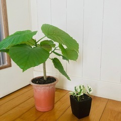 フィカス•ウンベラータ とポトス エンジョイ 2鉢セットの画像