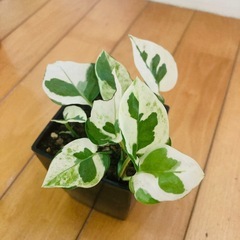 フィカス•ウンベラータ とポトス エンジョイ 2鉢セットの画像