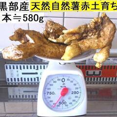 黒部産・超粘り！赤土粘土の典型的天然自然薯 260mm ≒580g