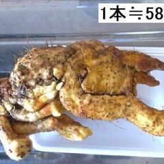 黒部産・超粘り！赤土粘土の典型的天然自然薯 260mm ≒580gの画像