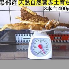　 黒部産・超粘り！赤土粘土の典型的天然自然薯 3本≒400g