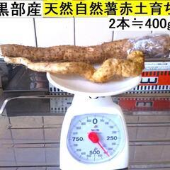 黒部産・超粘り！赤土粘土の典型的天然自然薯 2本≒400g