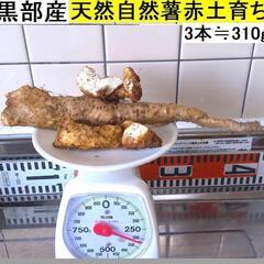 黒部産・超粘り！赤土粘土の典型的天然自然薯 3本≒310g