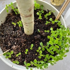 パパイヤの芽🌱