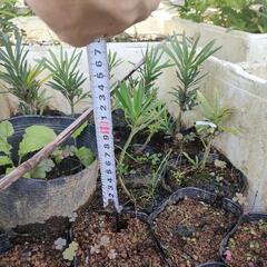 イヌマキ　生垣　垣根の画像