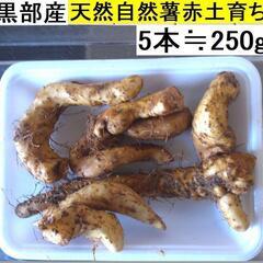 黒部産・超粘り！赤土粘土の典型的天然自然薯5本≒250g
