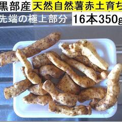 黒部産・超粘り！赤土粘土の典型的天然自然薯 16本≒350g