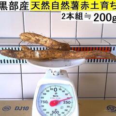 黒部産・超粘り！赤土粘土の典型的天然自然薯 2本≒200g